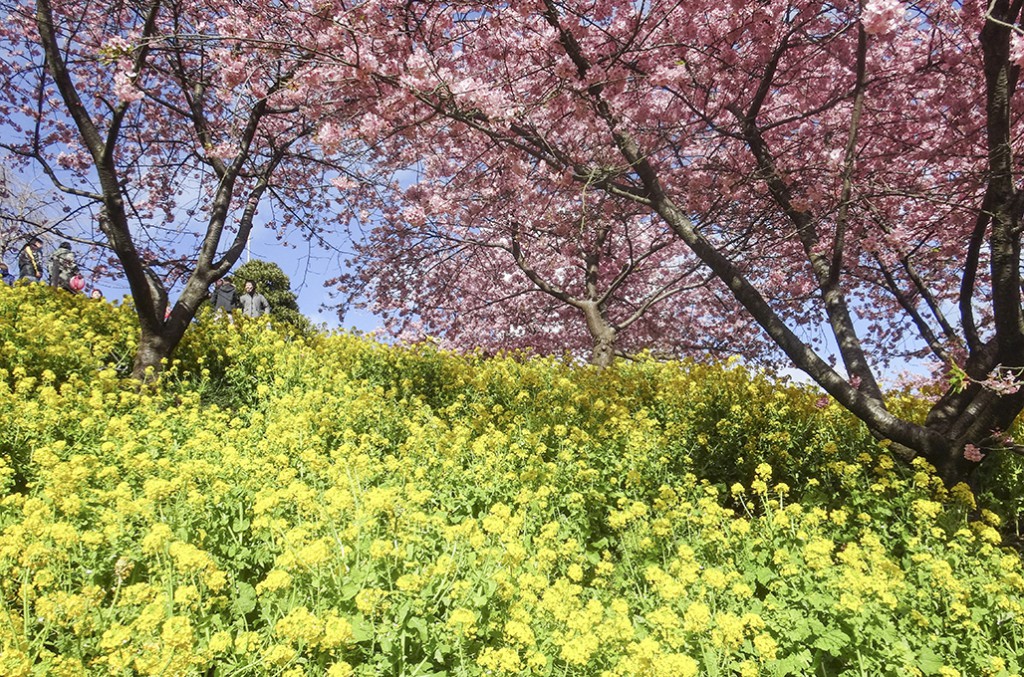 sakura